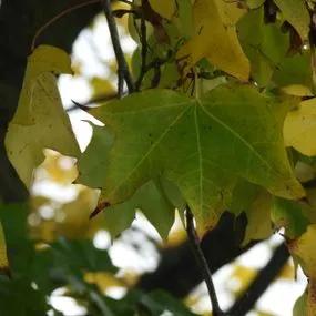 Norway Maple (Acer platanoides) 2
